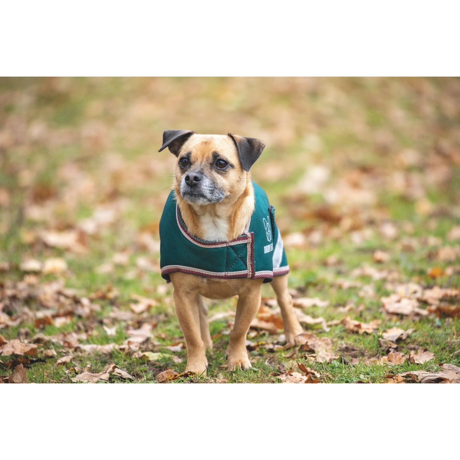Shires Digby Fox Waterproof Dog Coat