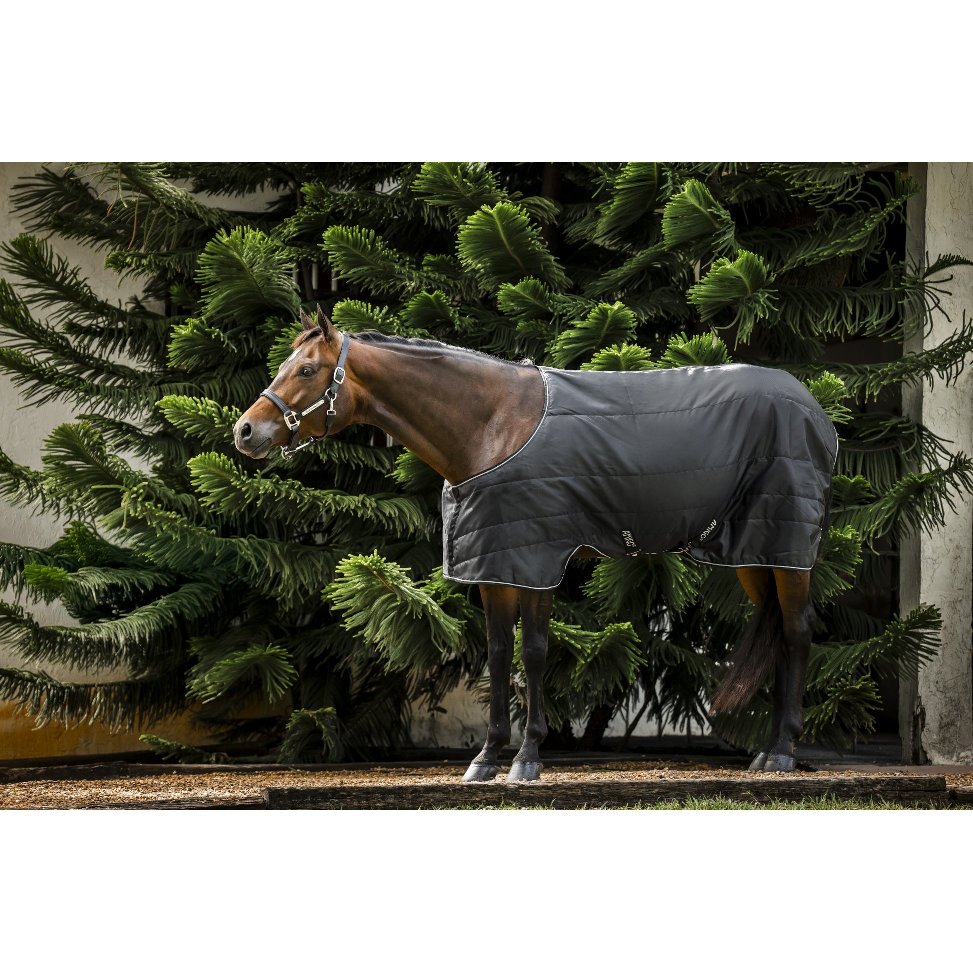 Amigo Quarter Horse Stable 200g