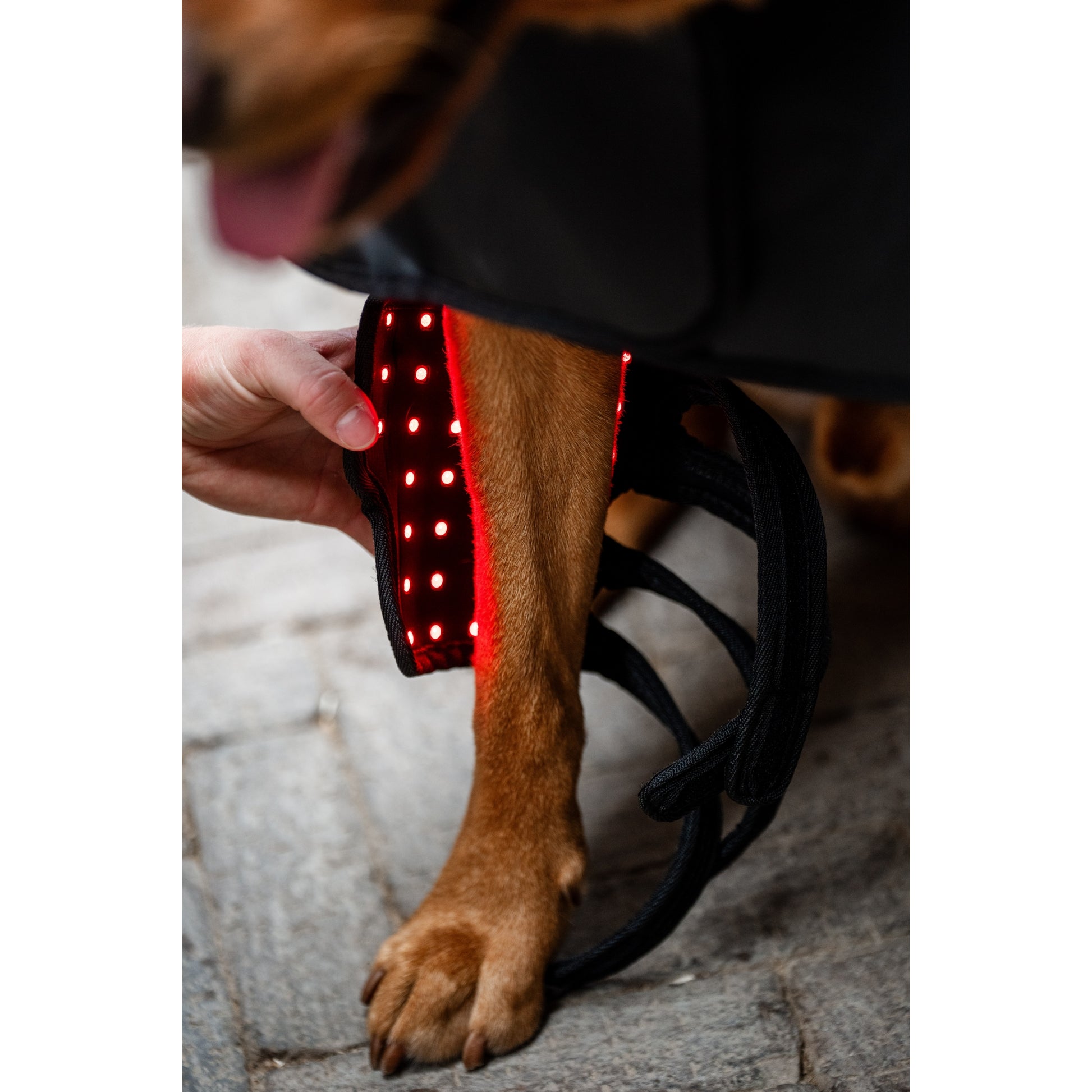 Horseware LED Red Light Therapy Pet Leg Wraps