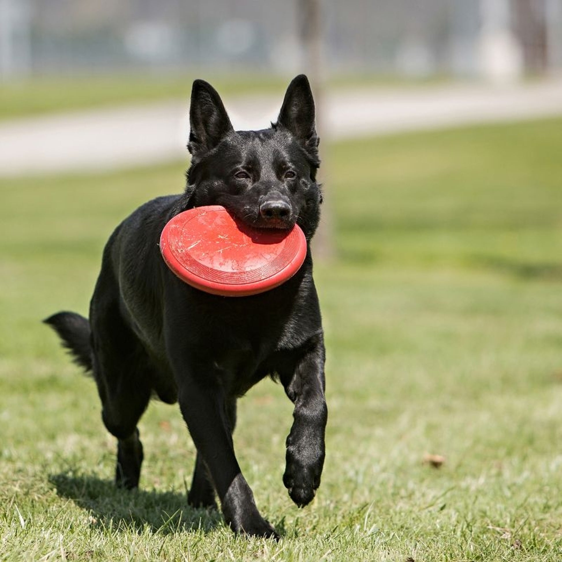 KONG Flyer Dog Toy 9.5 Inch