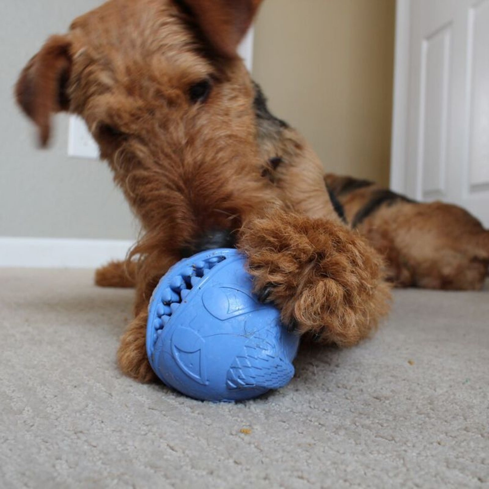 Monster Ball Dog Toy