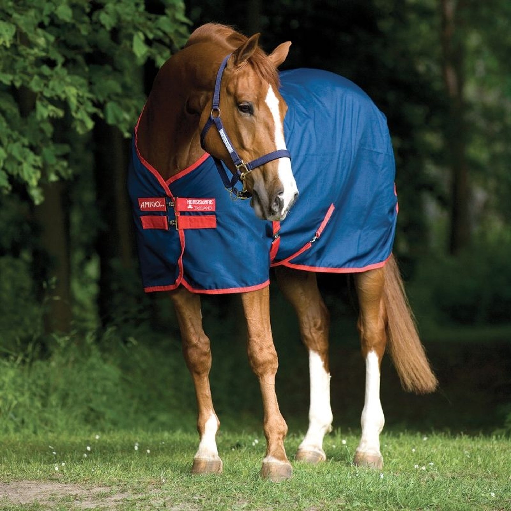 Amigo Mio Stable Sheet