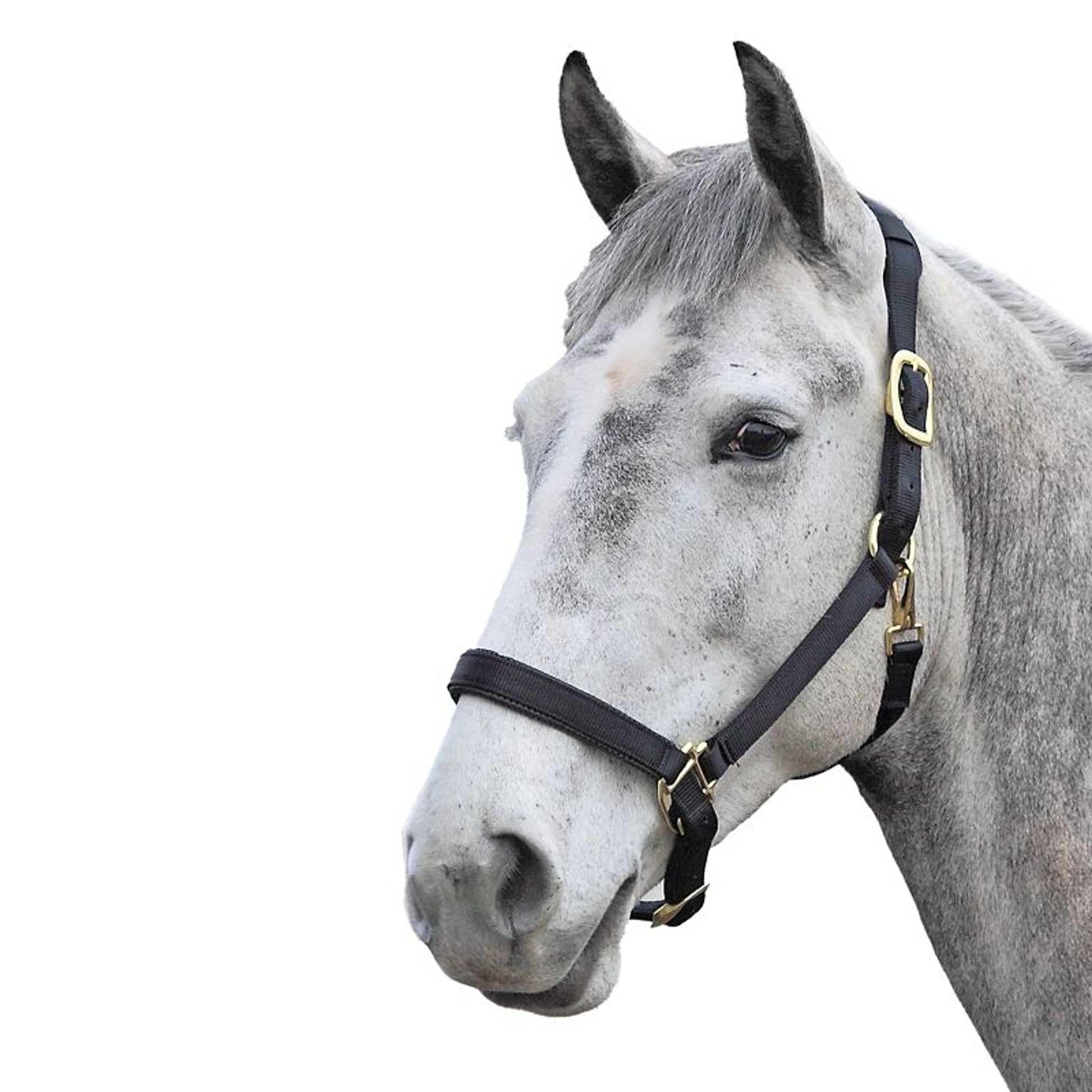 Shires Topaz Nylon Halter