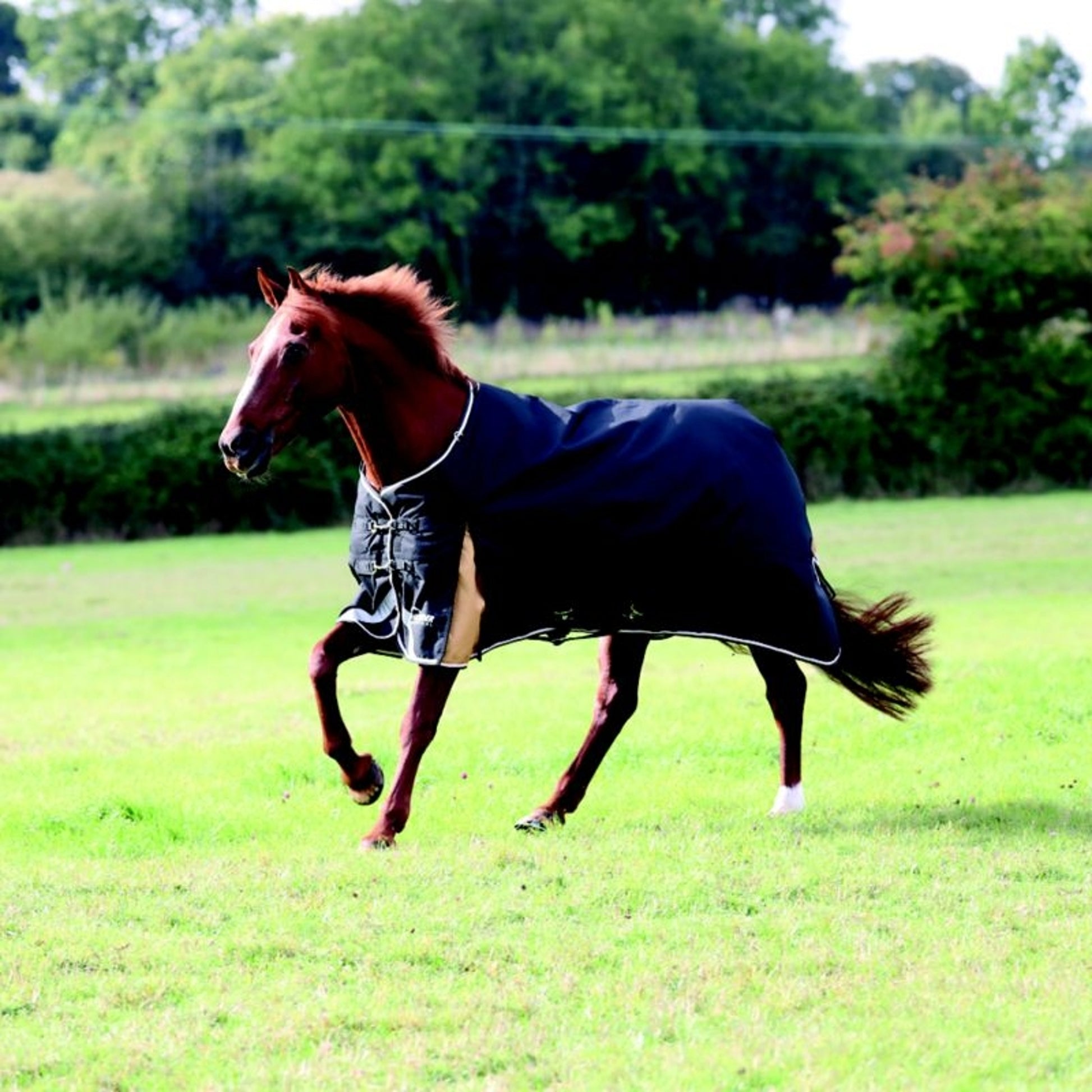 Shires Highlander Plus 200 Standard Neck Blanket