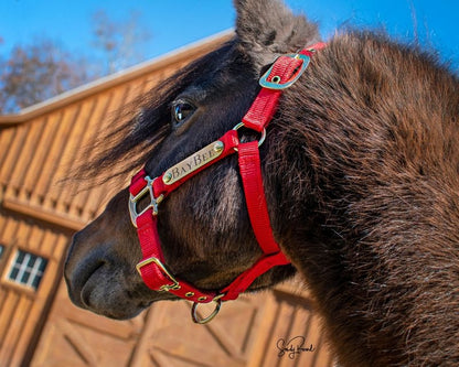 Ozark Mini/Pony Personalized Nylon Halter