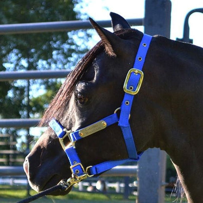 Ozark Mini/Pony Personalized Nylon Halter