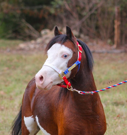 Ozark Mini/Pony Personalized Nylon Halter