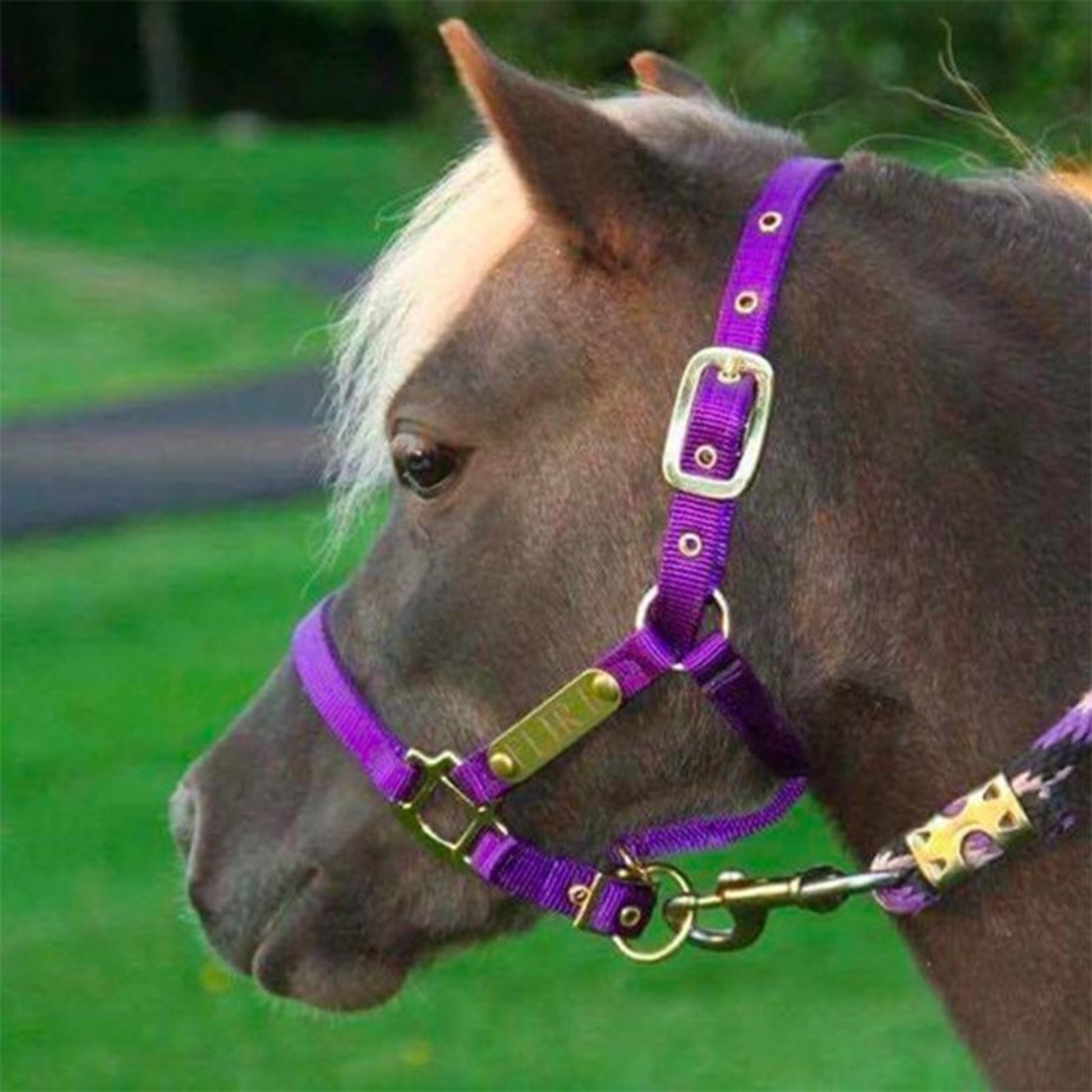 Ozark Mini/Pony Personalized Nylon Halter