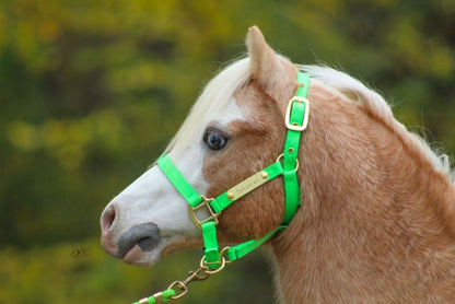 Ozark Mini Personal 2 Brass Tag Nylon Halter