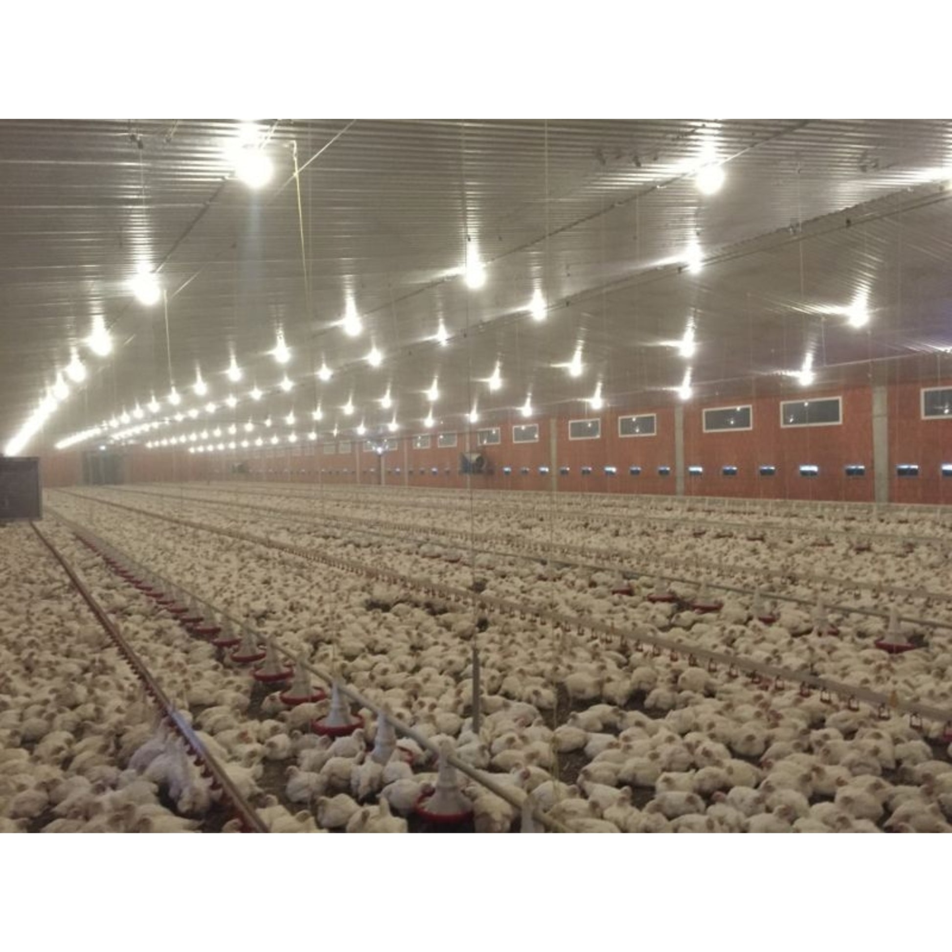 IBA LED Commercial Grade 9.9W LED Bulb