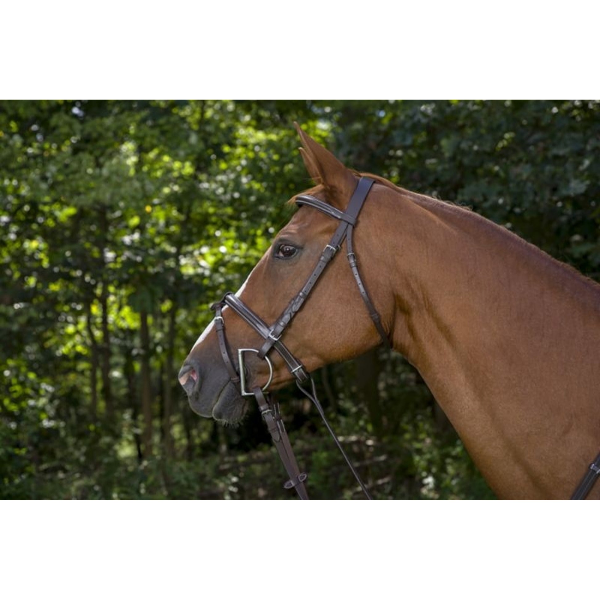 DaVinci Raise Event/Drsge Combo Bridle
