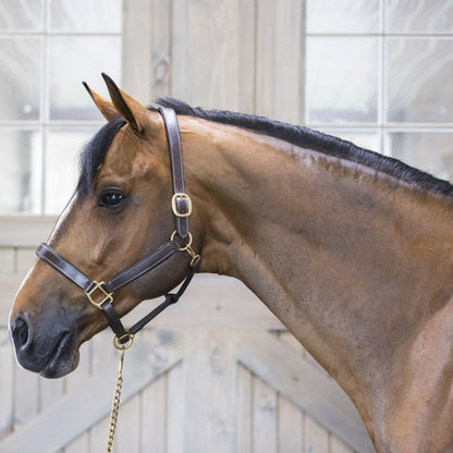 Gatsby Fully Adjust Padded Leather Halter