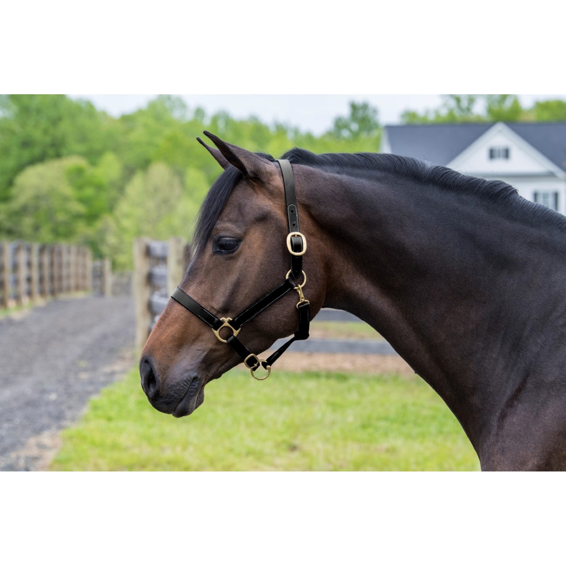 Gatsby Leather Turnout Halter with Snap
