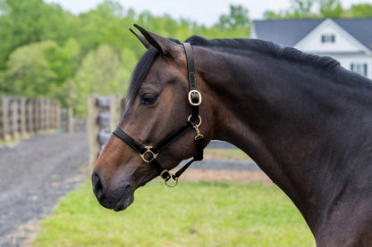Gatsby Leather Turnout Halter with Snap