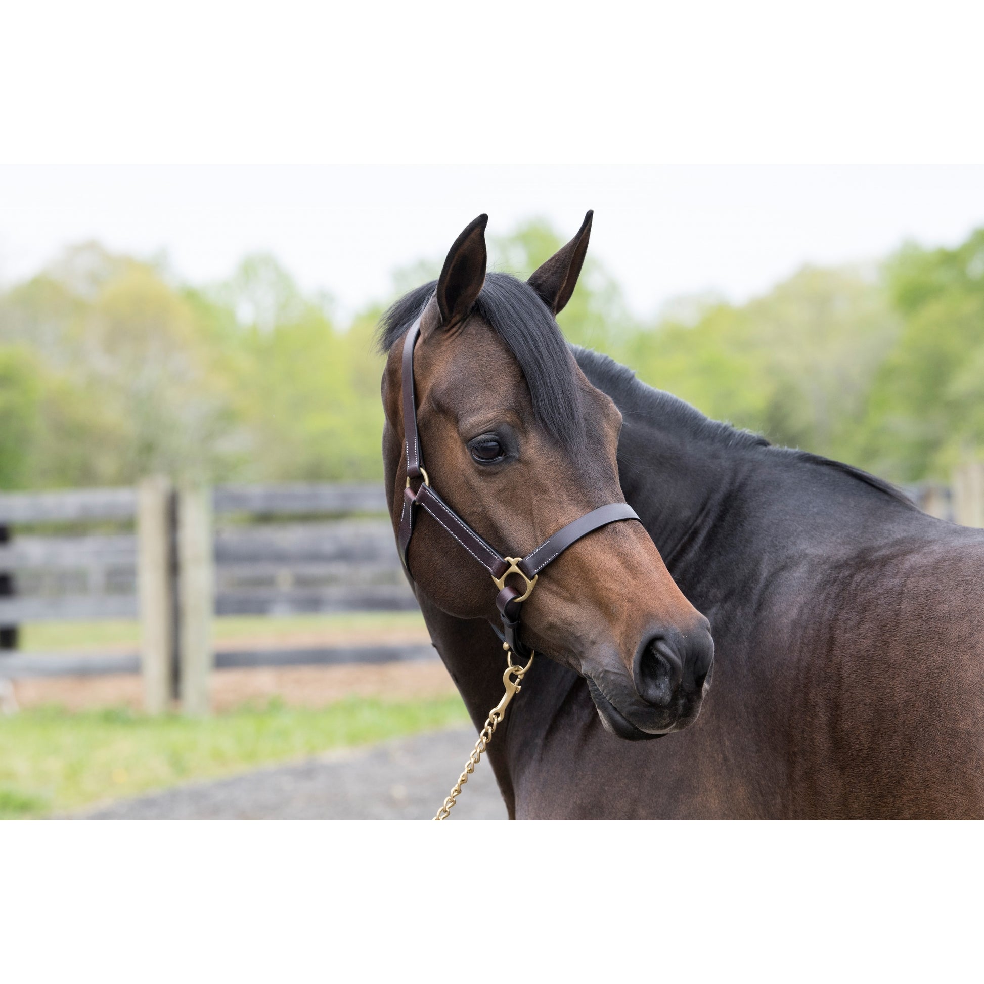Gatsby Leather Turnout Halter with Snap