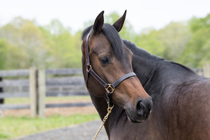 Gatsby Leather Turnout Halter with Snap