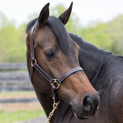 Gatsby Leather Turnout Halter with Snap