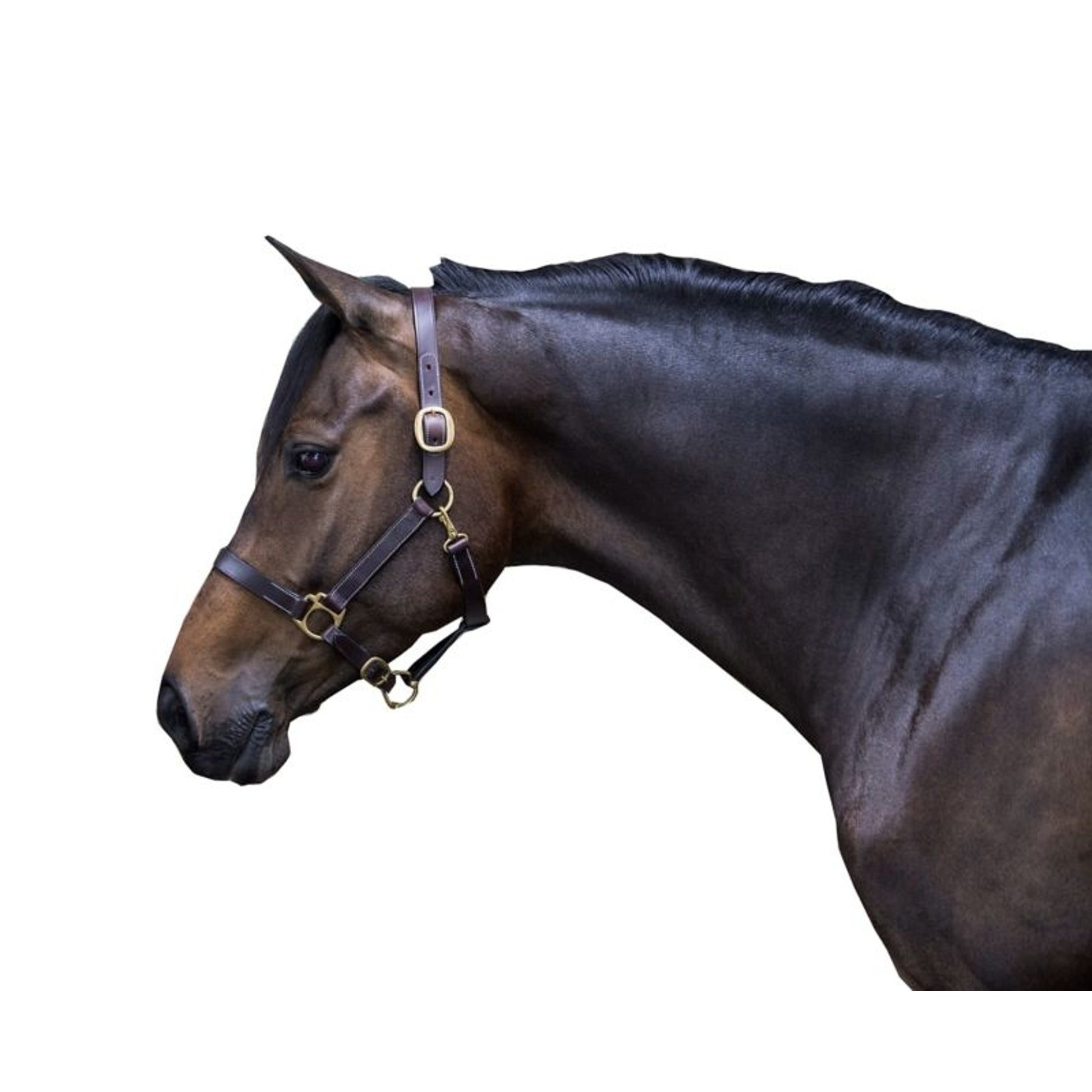Gatsby Leather Turnout Halter with Snap