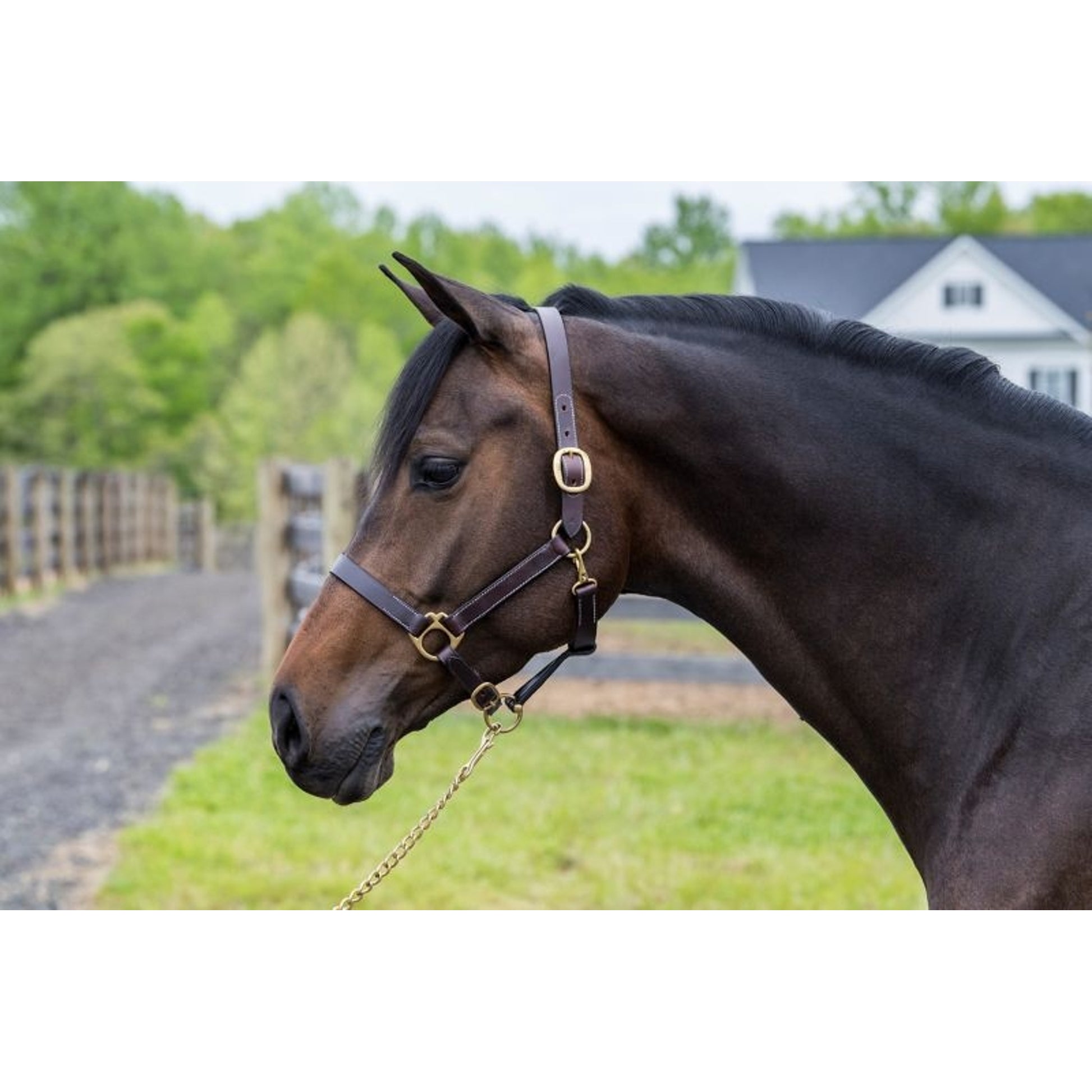 Gatsby Leather Turnout Halter with Snap