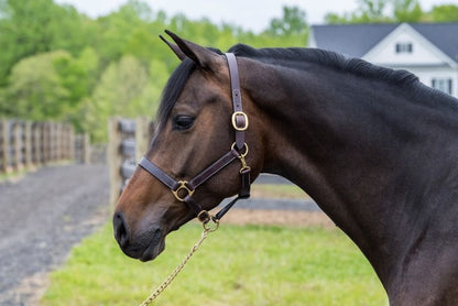 Gatsby Leather Turnout Halter with Snap