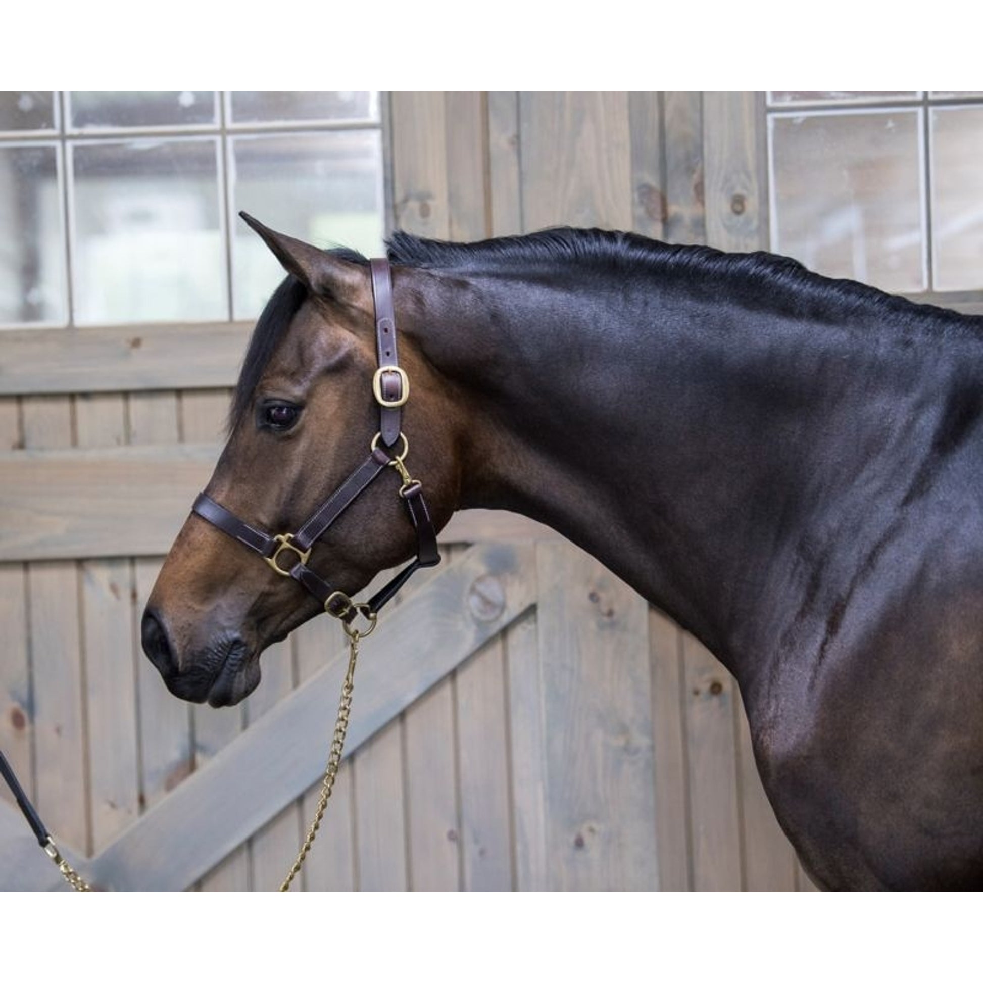 Gatsby Leather Turnout Halter with Snap
