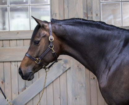 Gatsby Leather Turnout Halter with Snap