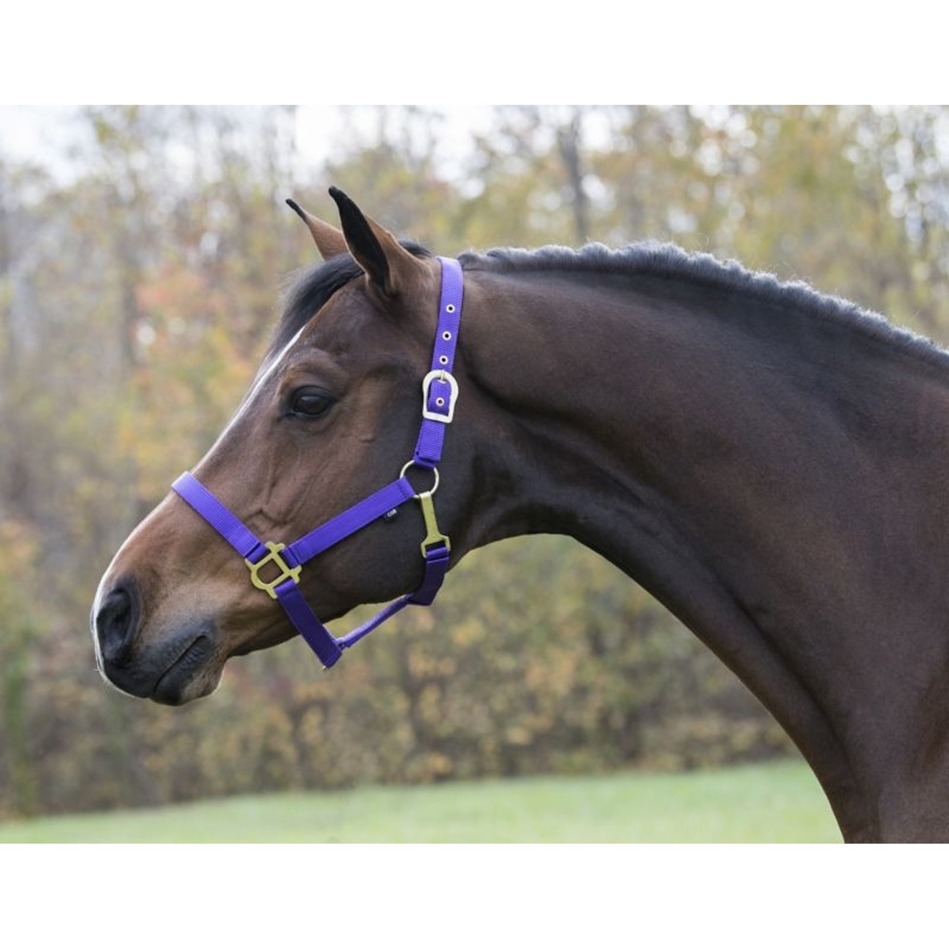 Gatsby Classic Nylon Halter/Snap