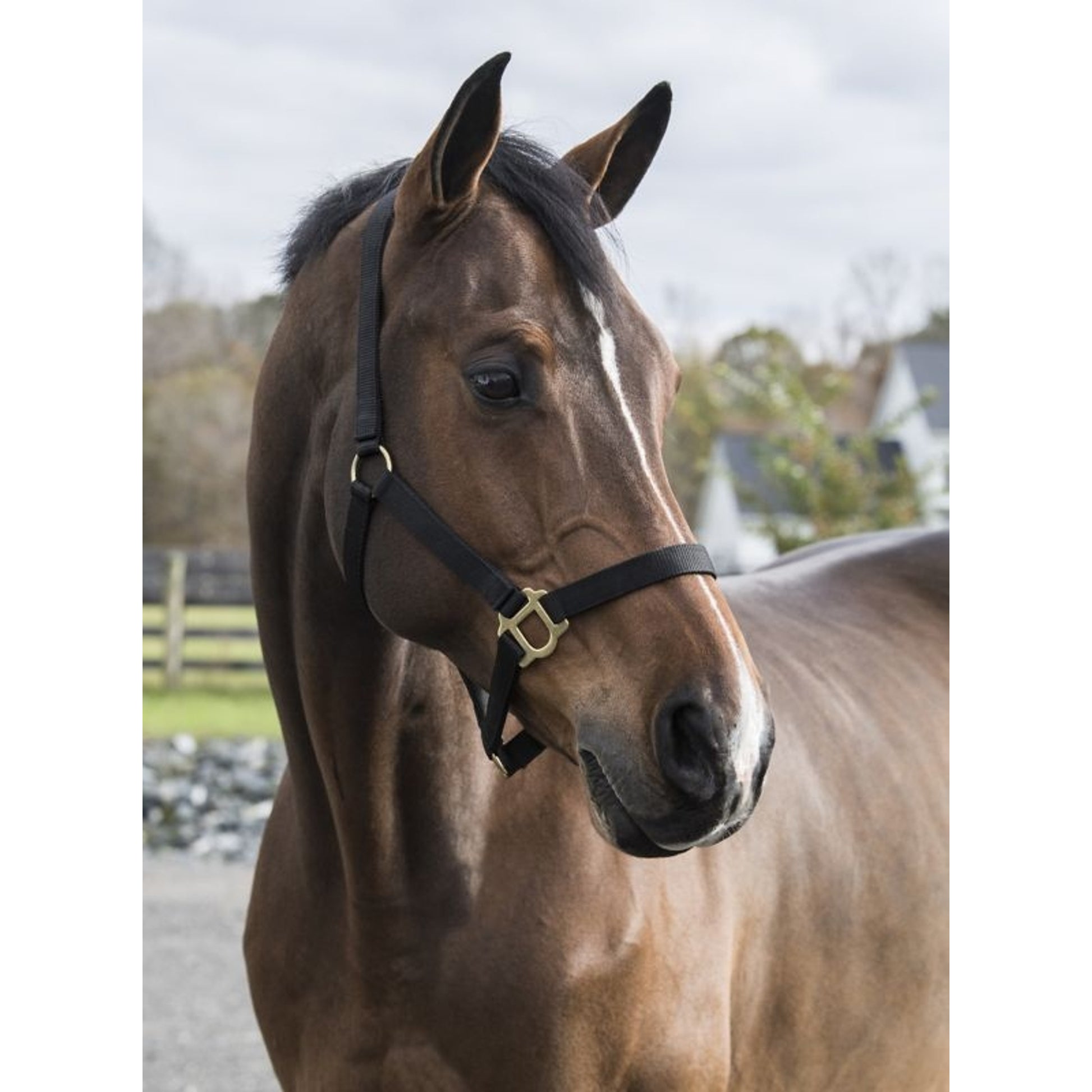 Gatsby Classic Nylon Halter/Snap