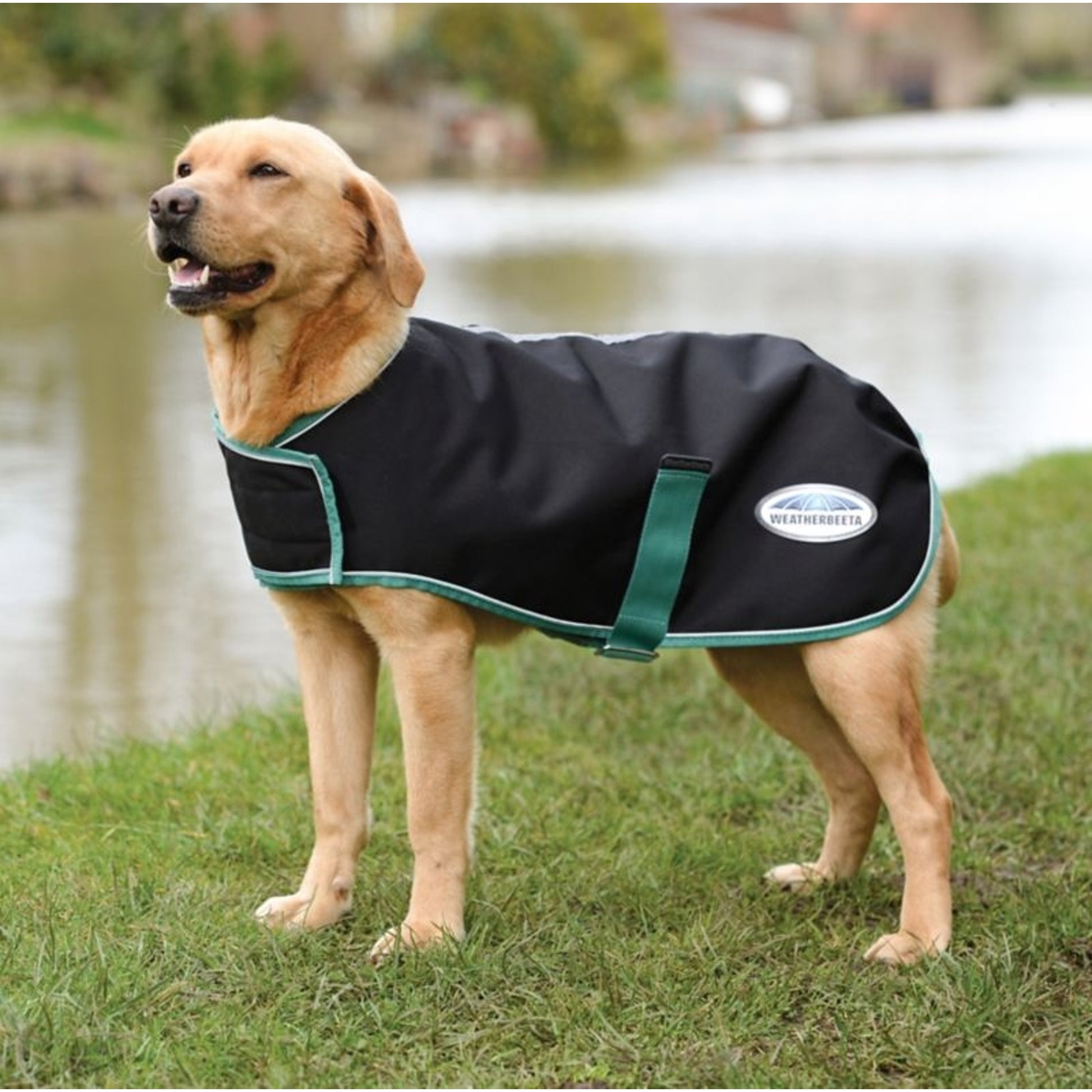 Weatherbeeta Green-Tec 900D Medium Weight Dog Coat