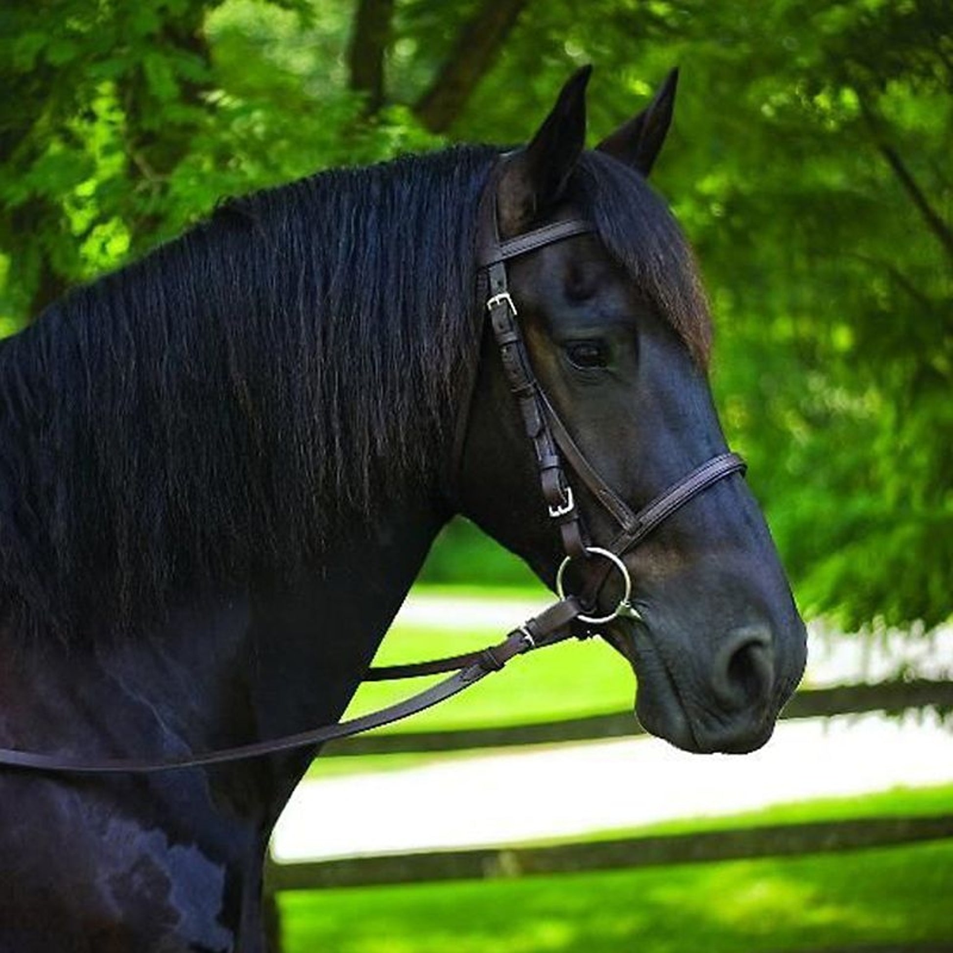 Perrifts American Made Leather Bridle Draft Havana