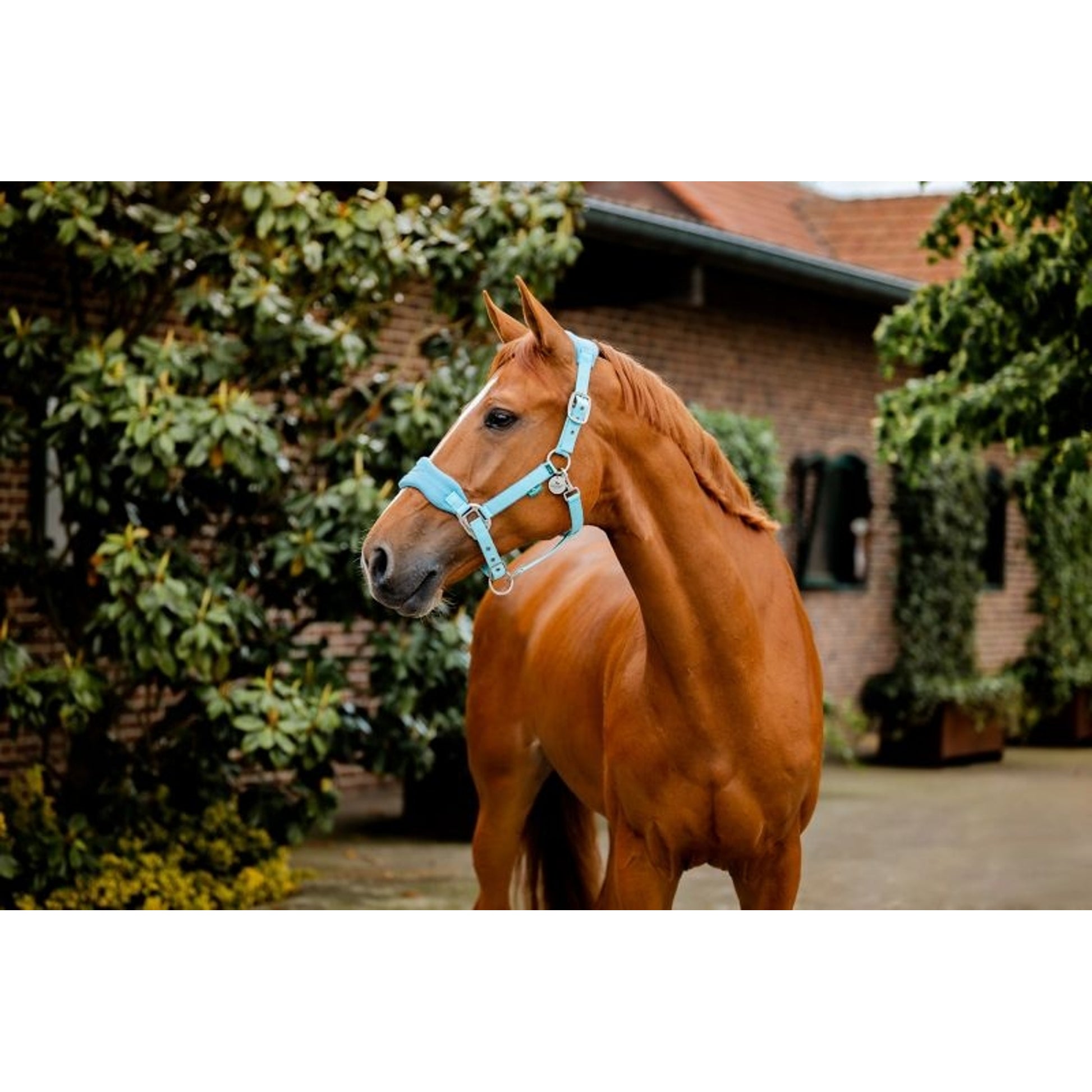 Horseware Sig Grooming Halter