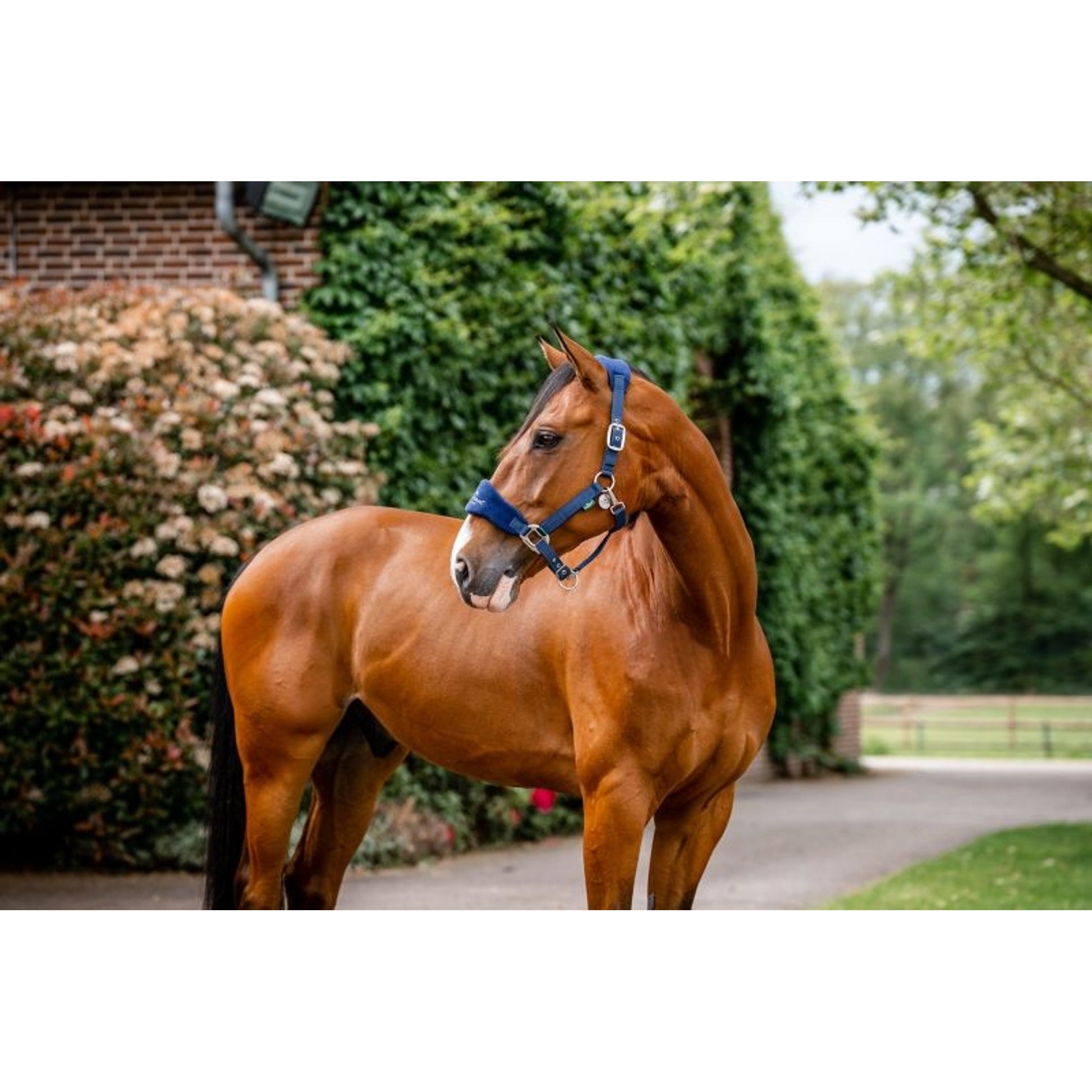 Horseware Sig Grooming Halter