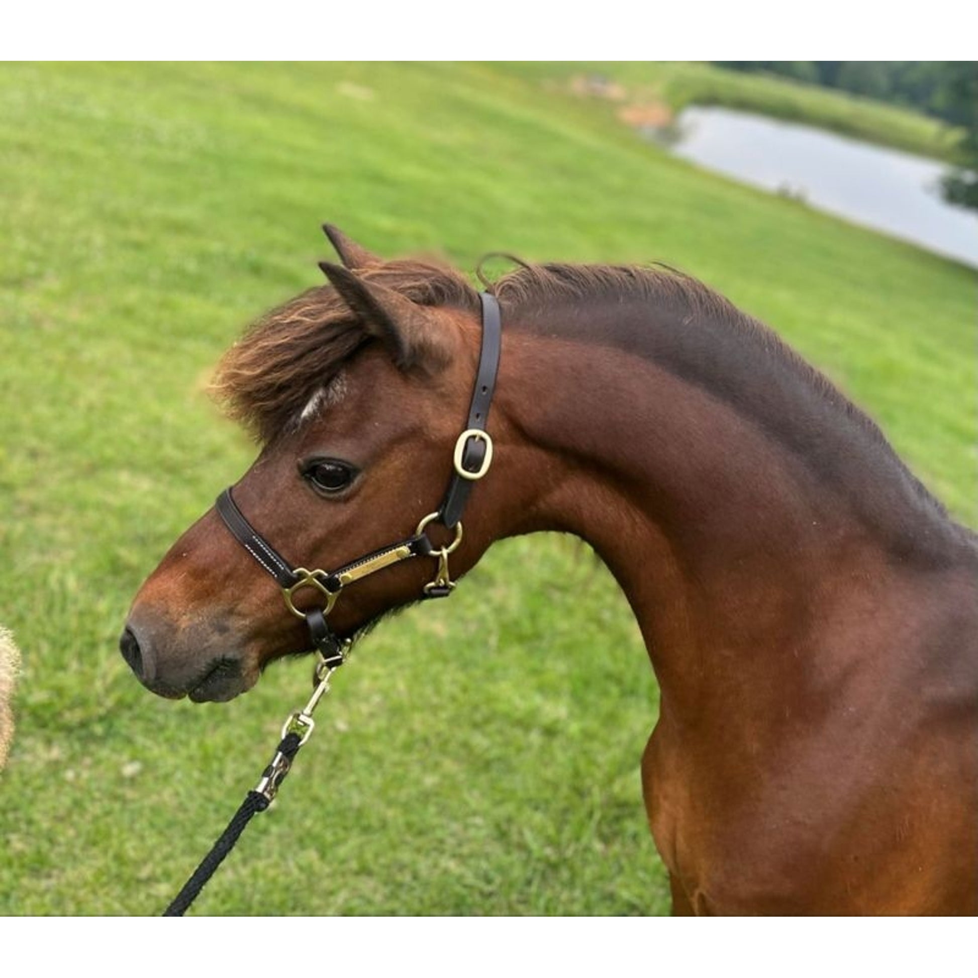 Gatsby Mini Engraved Leather Halter One Tag