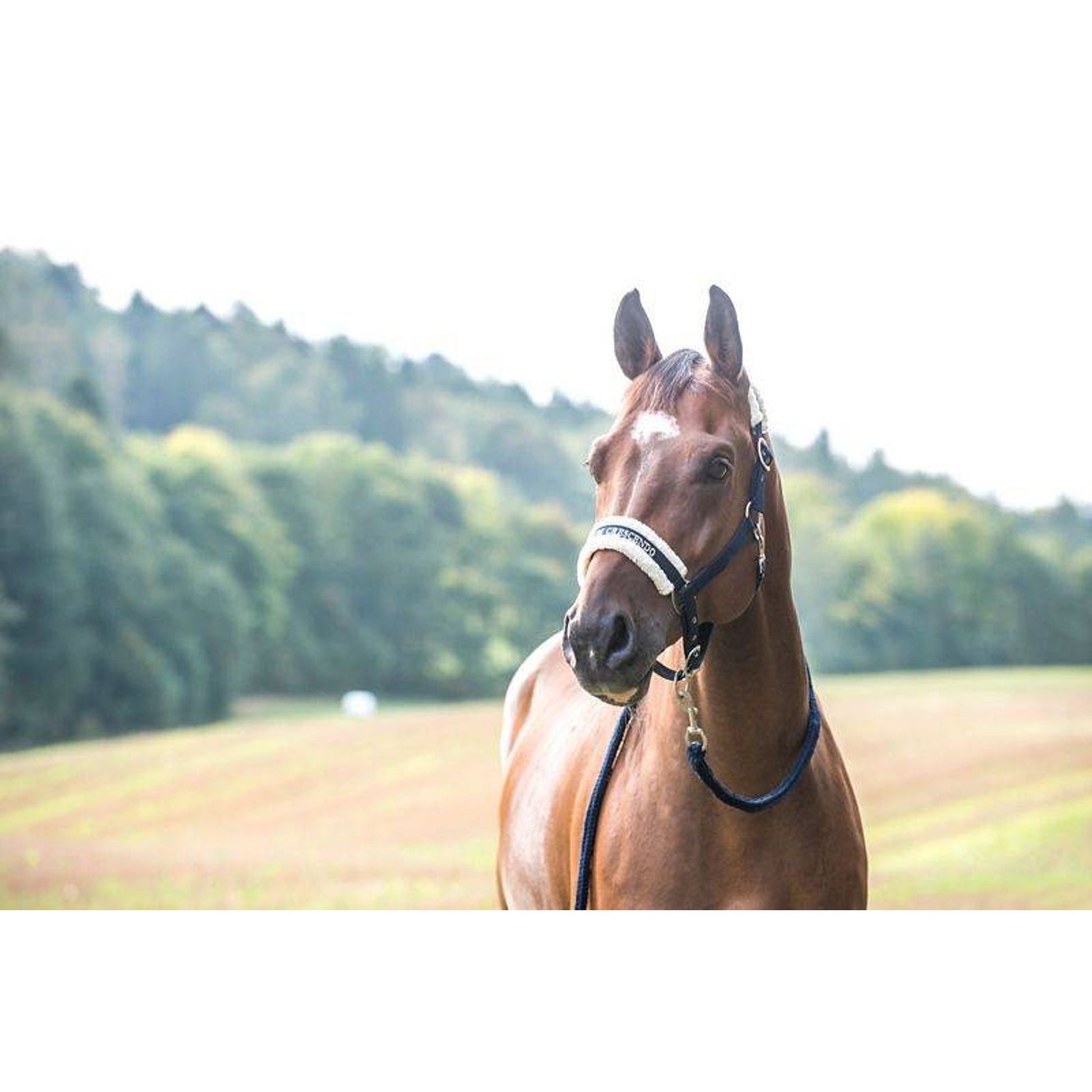 Horze Howard Halter