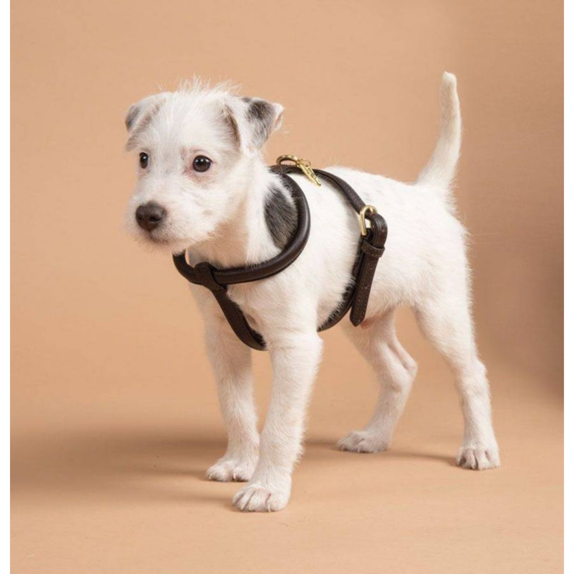 Shires Digby Rolled Leather Harness