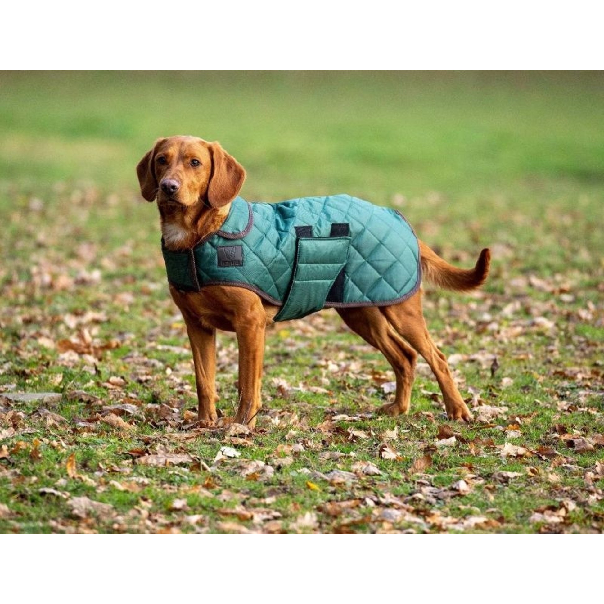 Shires Digby Fox Quilted Dog Coat
