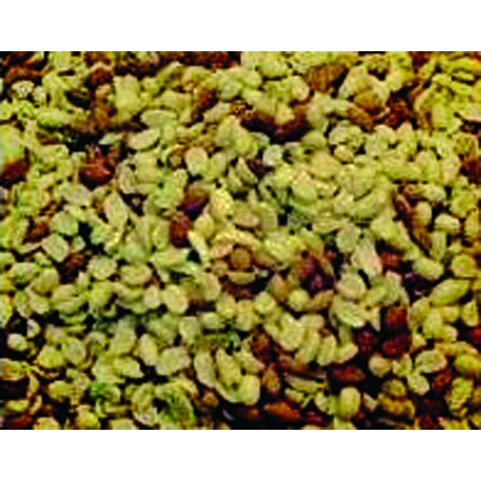 Shelled Peanuts 50 lb