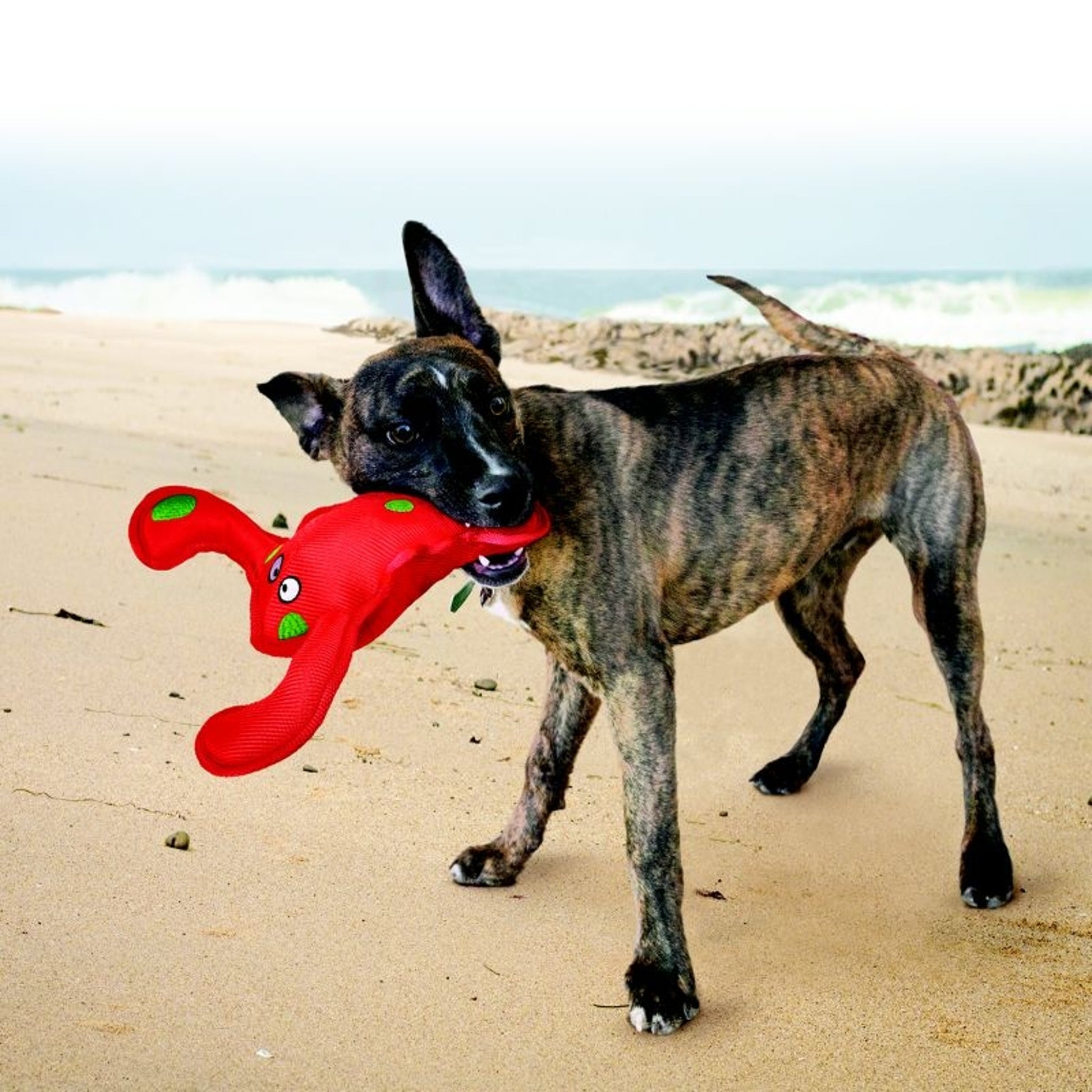 KONG Belly Flops Dog Toy