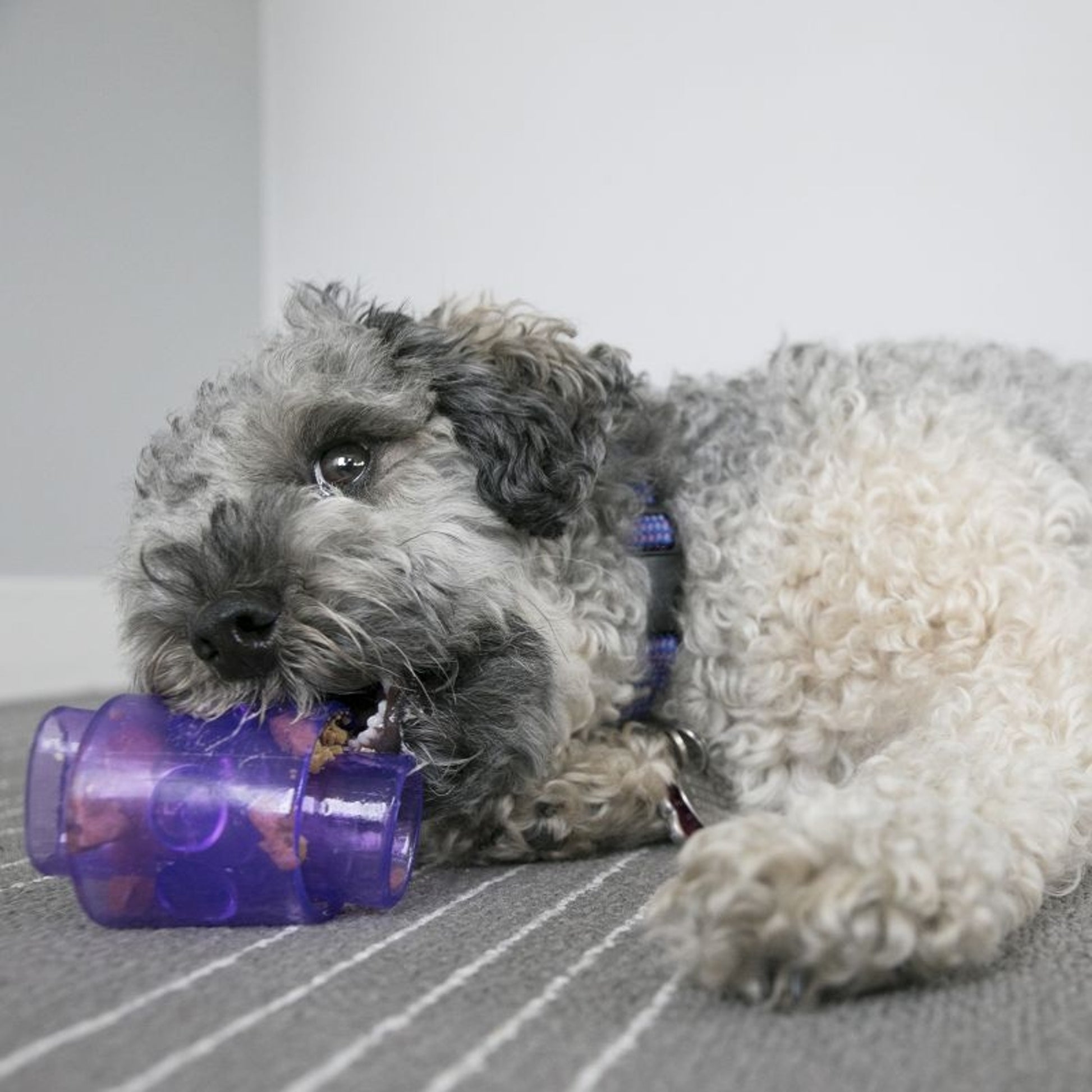 KONG Treat Duo for Dogs