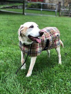 Snugpups London Camel Fleece Dog Coat