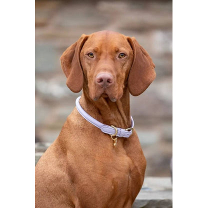 Digby Fox Rolled Leather Dog Collar