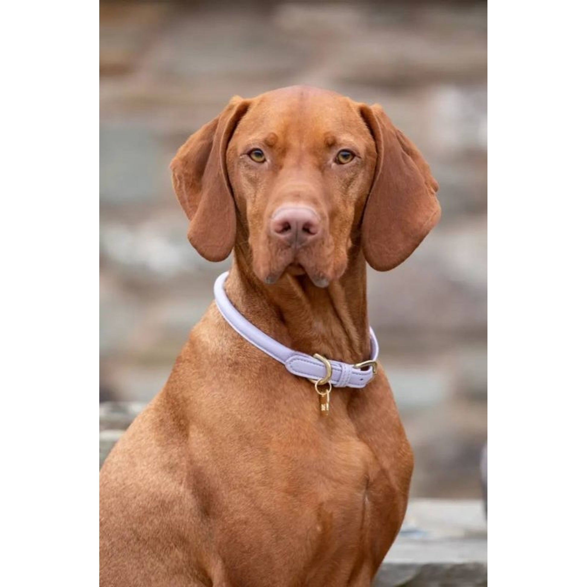 Digby Fox Rolled Leather Dog Collar